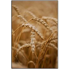 Tablo Dekor Sarı Buğday Taneleri Kanvas Tablo