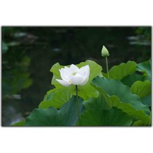 Tablo Dekor Beyaz Lotus Kanvas Tablo