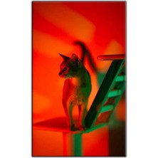 Tablo Dekor Kırmızı Işığın Altındaki Tekir Kedi Kanvas Tablo