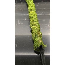 Green Deco Bitki Destek Çubuğu 200 cm (Yosun Sopası)