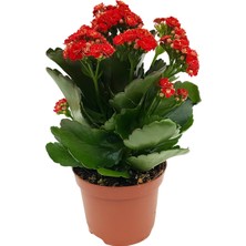 Thebestonline Kalanşo Çiçeği, Kalanchoe Çiçeği, 15-25 Cm, 2 Adet