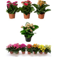 Thebestonline Kalanşo Çiçeği, Kalanchoe Çiçeği, 15-25 Cm, 2 Adet