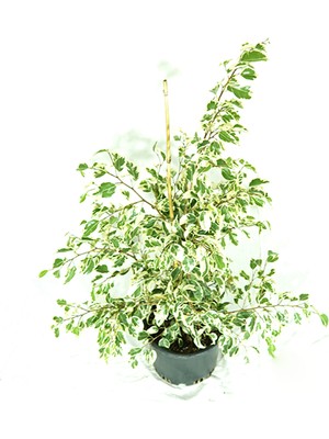 The Best Online Ficus Starlight Alacalı Benjamin Bitkisi