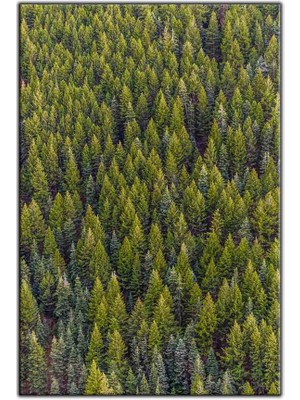 Tablo Dekor Uzaktan Bakış Yeşil Orman Kanvas Tablo