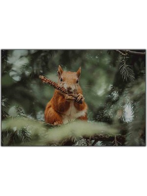 Tablo Dekor Yemeğini Yiyen Küçük Sincap Kanvas Tablo