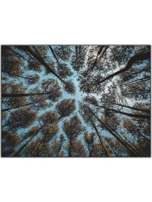 Tablo Dekor Ağaçlar ve Gökyüzü Kanvas Tablo