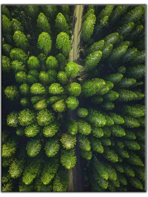 Tablo Dekor Kuş Bakışı Çam Ağaçları Kanvas Tablo