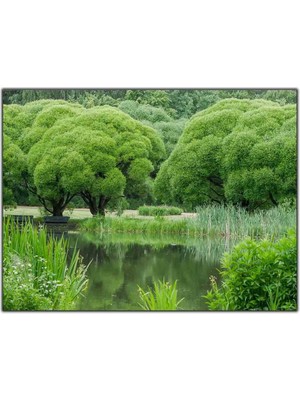 Tablo Dekor Yeşillerin Arasındaki Göl Kanvas Tablo