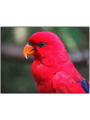 Tablo Dekor Kırmızı Tüylü Kuş Kanvas Tablo