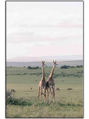 Tablo Dekor Iki Kafadar Zürafa Kanvas Tablo