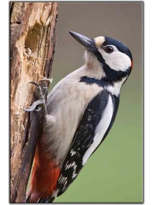 Tablo Dekor Siyah ve Beyaz Tüylü Kuş Kanvas Tablo