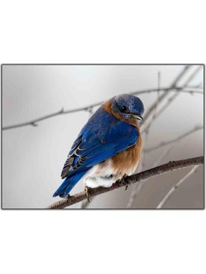 Tablo Dekor Küçük Mavi Bluebird Kanvas Tablo