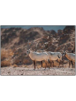 Tablo Dekor Arabistan Antilopu Kanvas Tablo