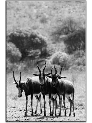 Tablo Dekor 3 Kafadar Afrika Antilobu Kanvas Tablo