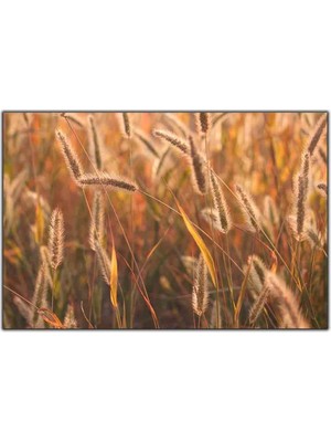 Tablo Dekor Sarı Buğdaylar Kanvas Tablo