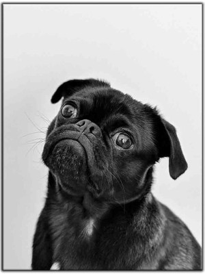 Tablo Dekor Siyah Pug Kanvas Tablo