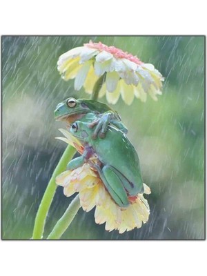 Tablo Dekor Papatyanın Altında Yağmurdan Saklanan Kurbağalar Kanvas Tablo