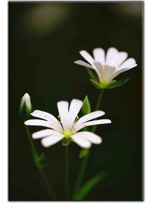 Tablo Dekor Beyaz Papatyalar Kanvas Tablo