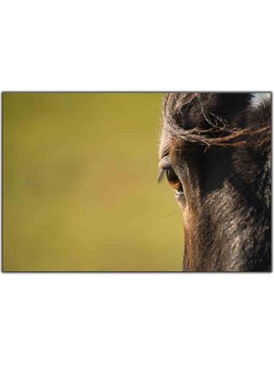 Tablo Dekor Kahverengi Gözlü At Kanvas Tablo