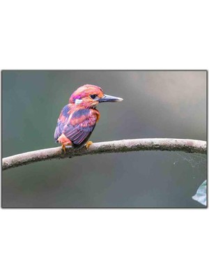 Tablo Dekor Pembe Tüylü Tropikal Kuş Kanvas Tablo