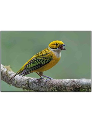 Tablo Dekor Sarı Tüylü Kanarya Kanvas Tablo