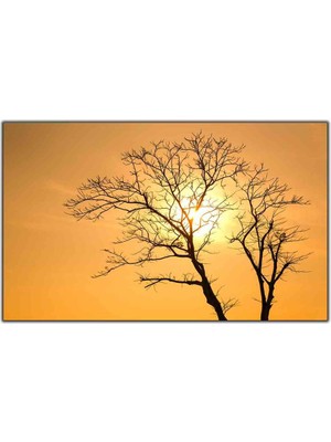 Tablo Dekor Yaprakları Dökülmüş Ağaçların Ardındaki Güneş Kanvas Tablo