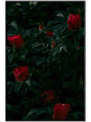 Tablo Dekor Yeşil Yapraklı Kan Kırmızı Güller Kanvas Tablo