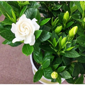 The Best Online Gardenya, Saksıda