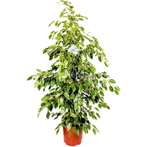 The Best Online Ficus Benjamin Gold Bitkisi