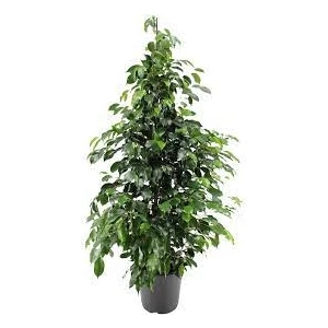 The Best Online Ficus Benjamin Yeşil