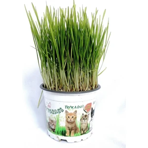 The Best Online Kedi Çimi, Saksıda