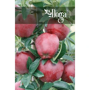 Doğa Fidancılık Aşılı Kırmızı Elma ( Red Chief ) Fidanı 3 Yaş