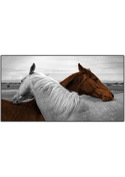 Kahverengi ve Beyaz At Kanvas Tablo