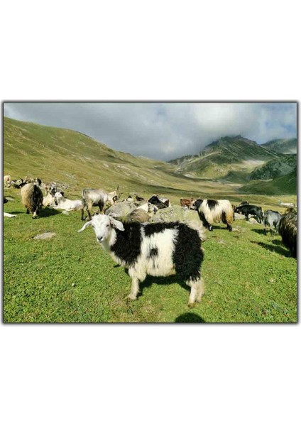 Siyah Beyaz Kürklü Koyun ve Arkafaşları Kanvas Tablo