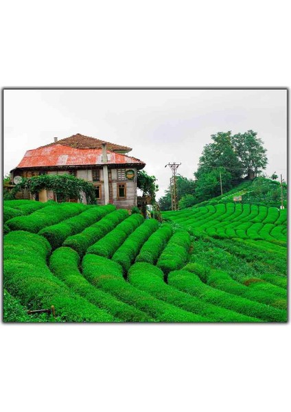 Rize Çeçeva Köyü Çay Bahçesi Kanvas Tablo