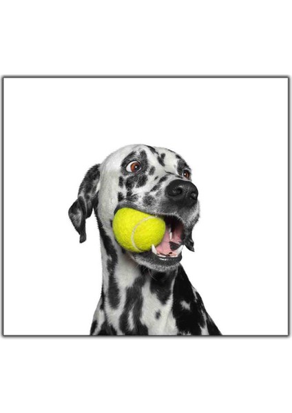 Tenis Topuyla Oynayan Dalmaçyalı Köpek Kanvas Tablo