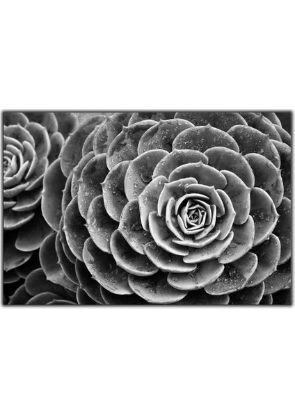 Siyah Beyaz Sukulent Kanvas Tablo