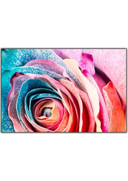 Renkli Gül Yaprakları Kanvas Tablo