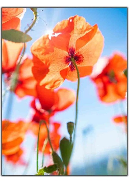 Turuncu Gelincikler Kanvas Tablo