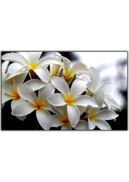 Beyaz Amerikan Fulu Çiçeği Kanvas Tablo