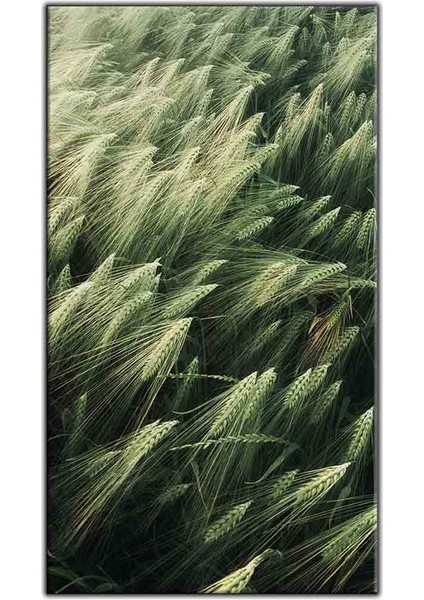 Yeşil Buğday Tarlası Kanvas Tablo