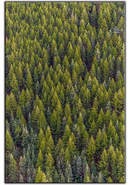 Uzaktan Bakış Yeşil Orman Kanvas Tablo