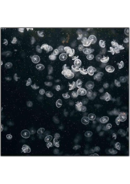 Küçük Denizanaları Siyah Beyaz Kanvas Tablo