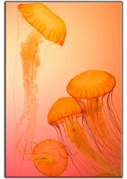 Turuncu Denizanası Kanvas Tablo
