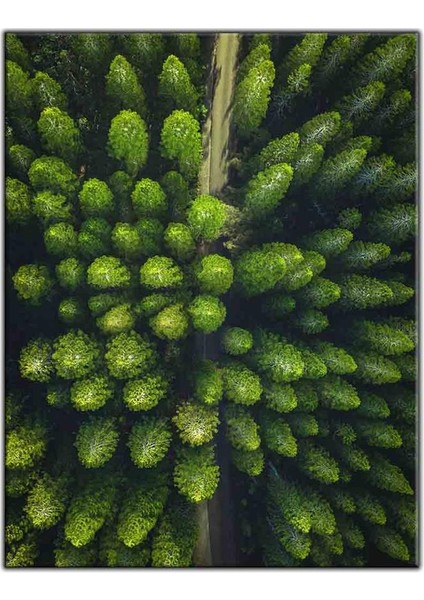 Kuş Bakışı Çam Ağaçları Kanvas Tablo