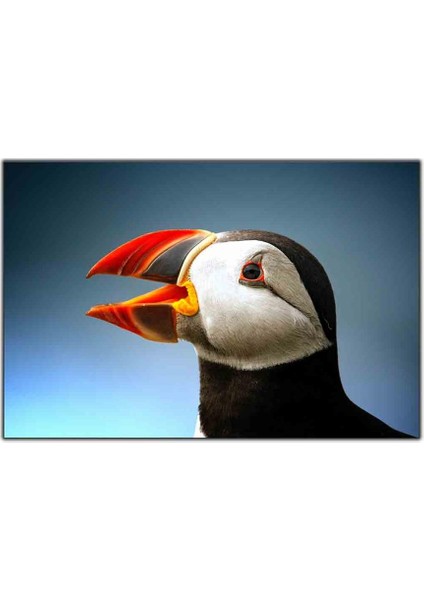 Puffin Kuşu Kanvas Tablo