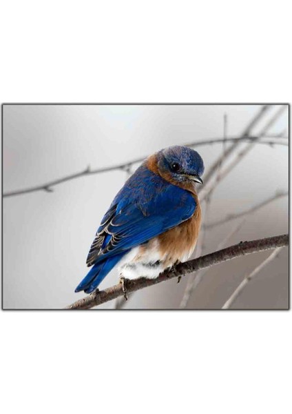 Küçük Mavi Bluebird Kanvas Tablo