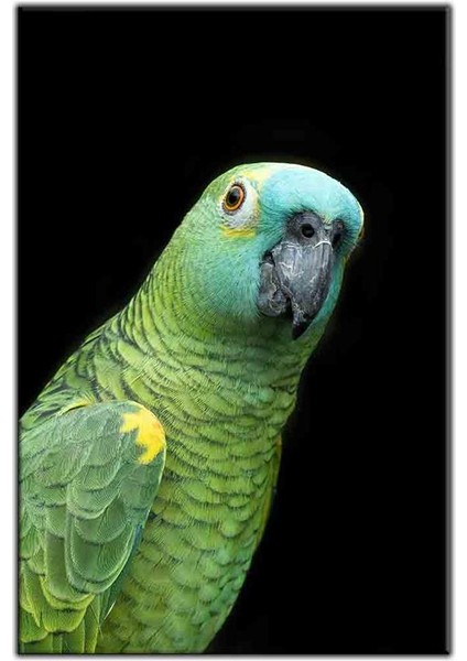 Yeşil Tüylü Papağan Kanvas Tablo