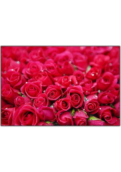 Kırmızı Güller Kanvas Tablo