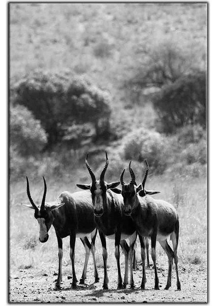 3 Kafadar Afrika Antilobu Kanvas Tablo